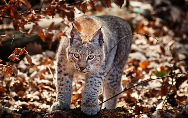Wildcat In Autumn Forest