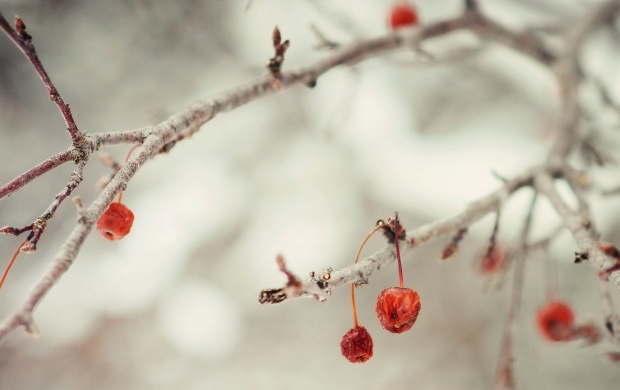 Winter Berries Branch