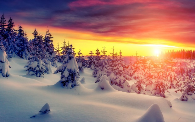 Winter Forest Sunset Sky Snow