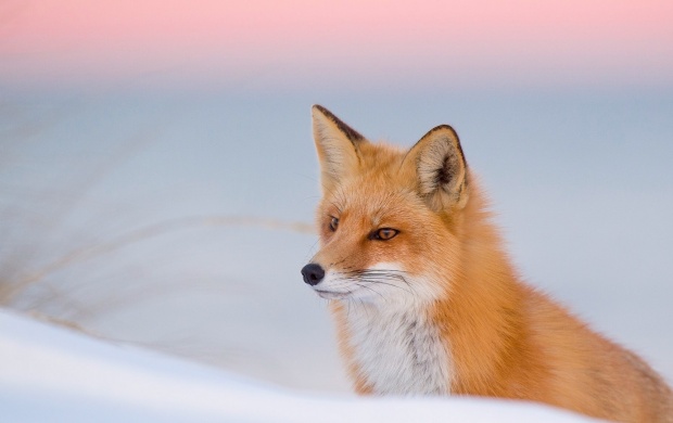 Winter Fox Red Nature