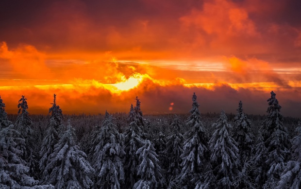 Winter Orange Sunset Forest Snow