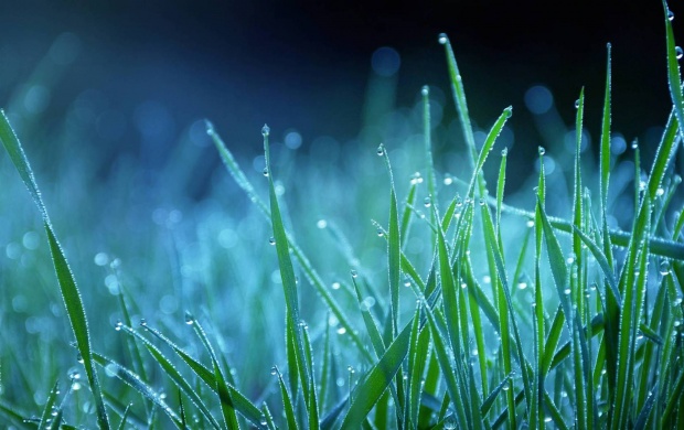 Winter Season Grass On Water Drops