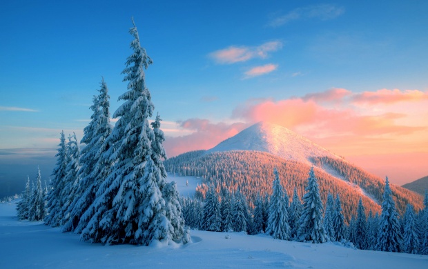 Winter Snow Trees