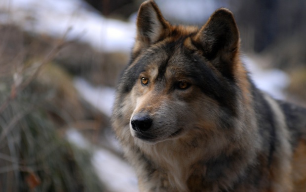 Wolf Beauty Without Vanity Beauty