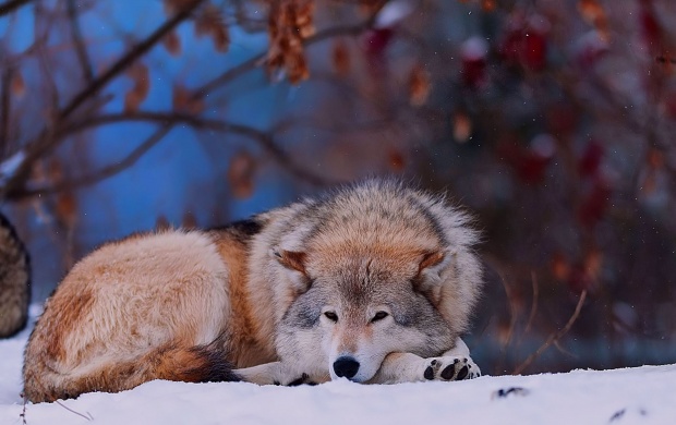 Wolf In Snow