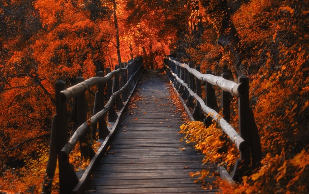 Wood Bridge in Orange Forest
