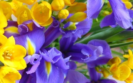 Yellow And Purple Flowers (click to view)