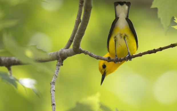 Yellow Bird Tail