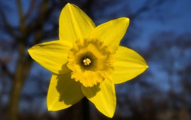Yellow Daffodil FLower