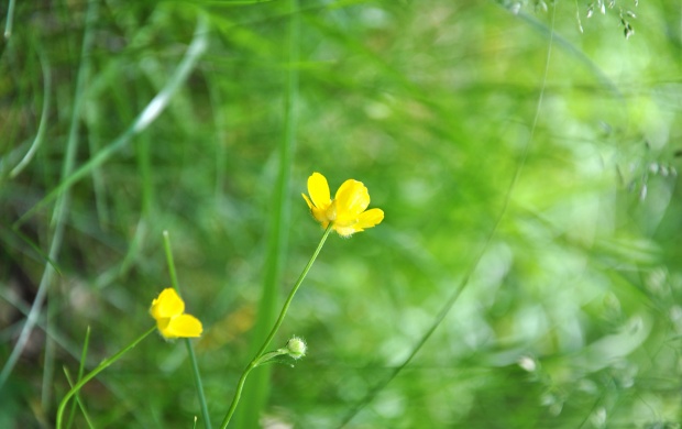 Yellow Flower Plant And Grass