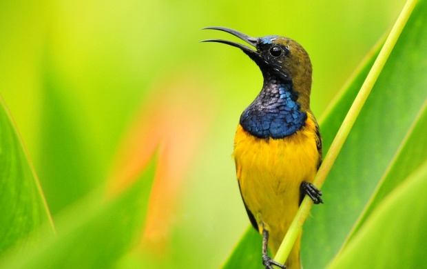 Yellow Hummingbird
