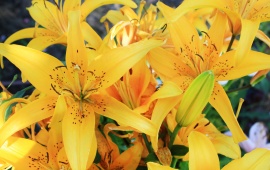 Yellow Lilies (click to view)