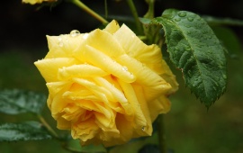Yellow Rose (click to view)
