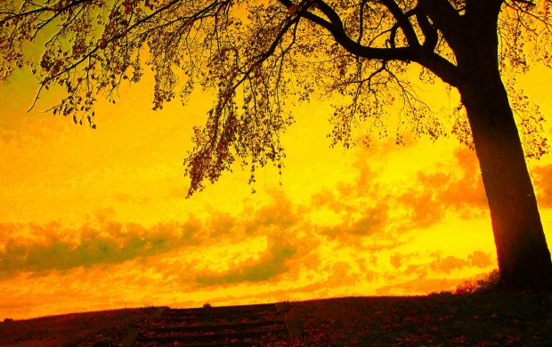 Yellow Sky And Autumn Tree