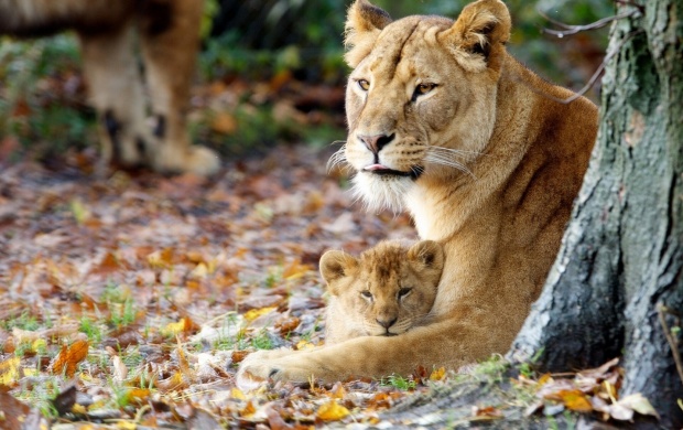 Young Lioness With Cute Cub