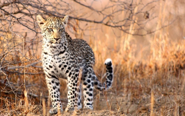 Young Wild Leopard