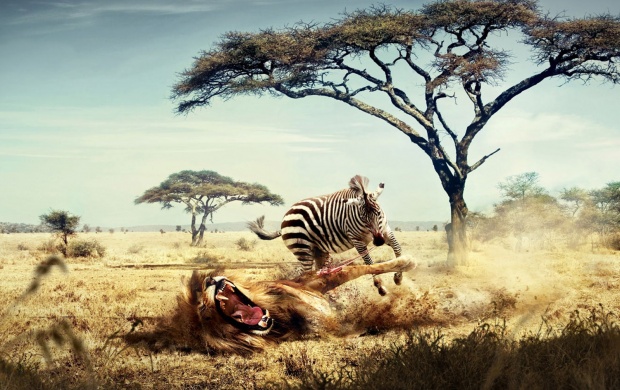 Zebra Eating A Lion