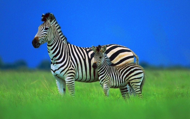 Zebra Foal And Zebra