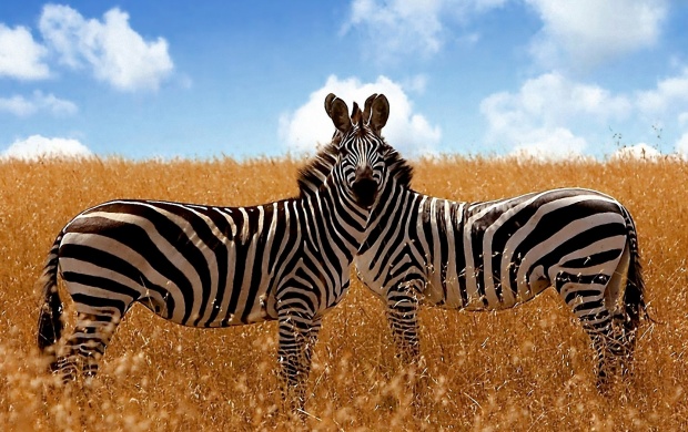 Zebra In Savanna