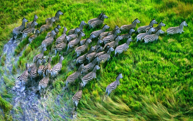 Zebras Group Running In Grassland