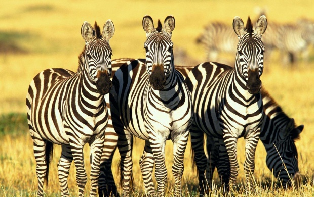 Zebras Standing In Farm