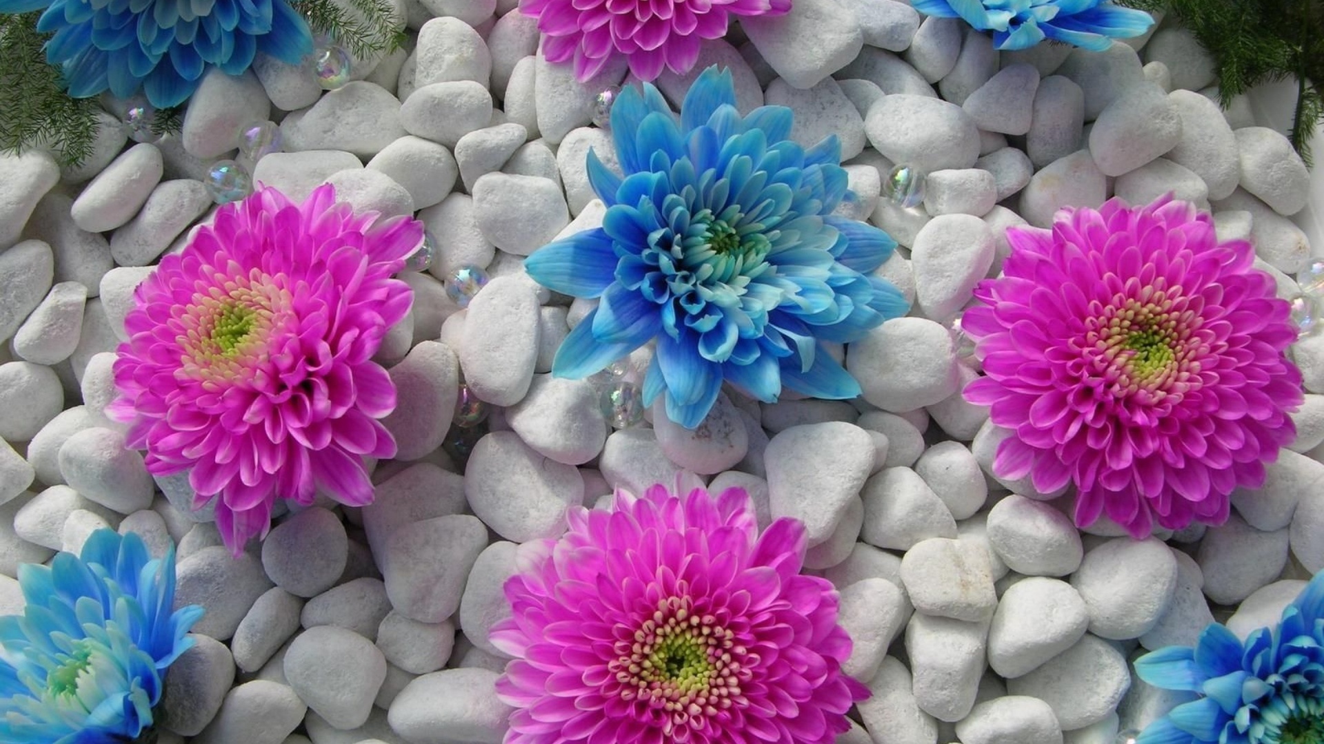 Blue and Pink Flowers Wallpapers - 1920x1080 - 640260