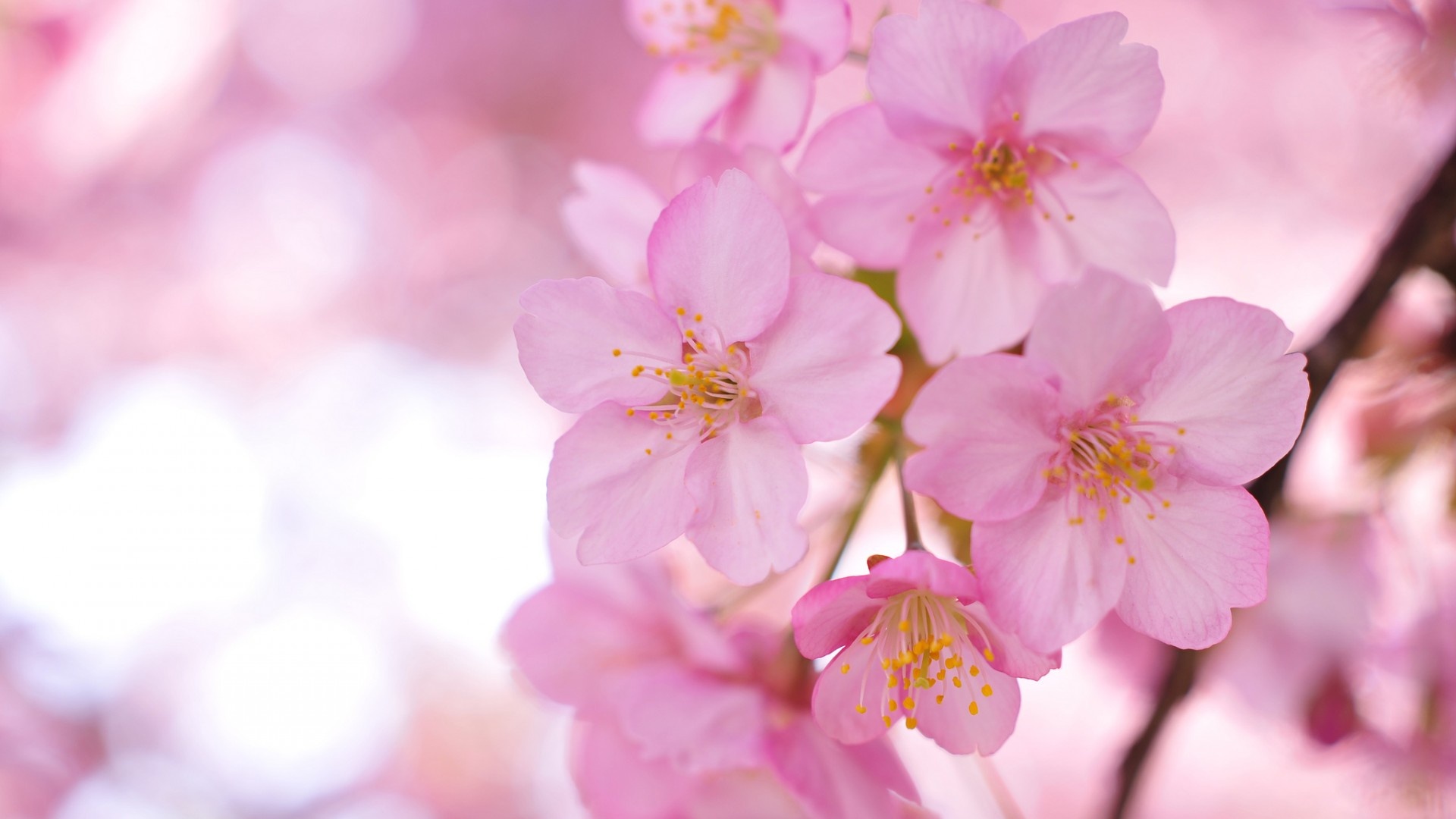 pink, flowers, blurring, sakura, wallpaper, wallpapers, desktop