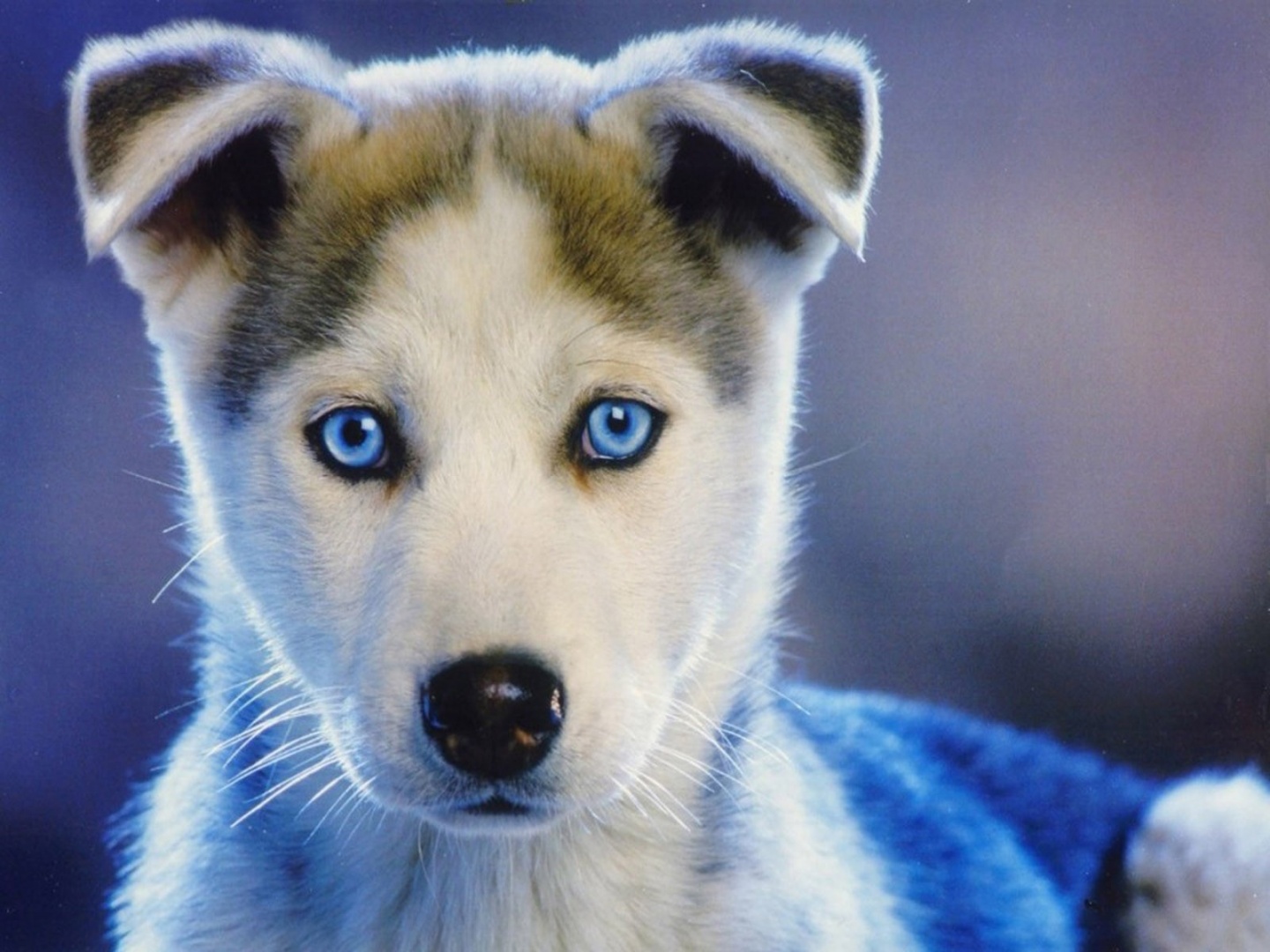 Husky Puppies Wallpapers - 1440x1080 - 353224