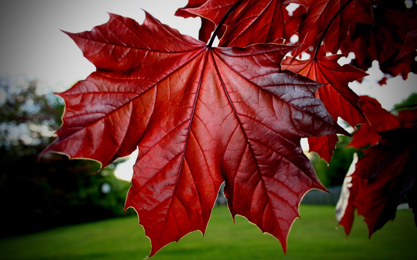 Red Maple Leaf Wallpapers - 1440x900 - 360423