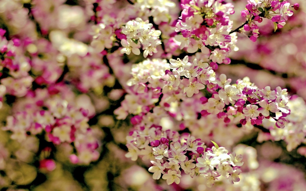 Spring Tree Flowers | 1280 x 800 | Download | Close