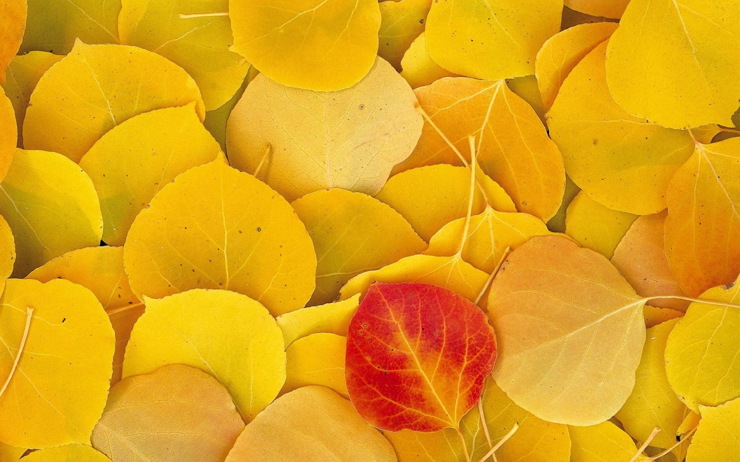 Yellow Leaves Wallpapers - 1440x900 - 534243