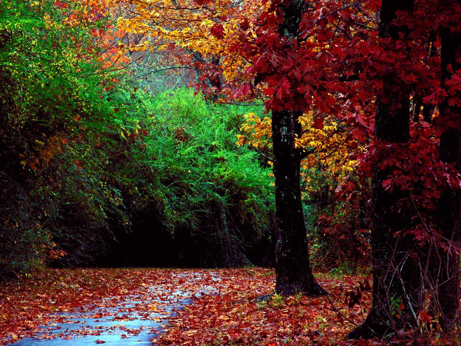 Autumn Forest and Landscape Color | 1600 x 1200 | Download | Close