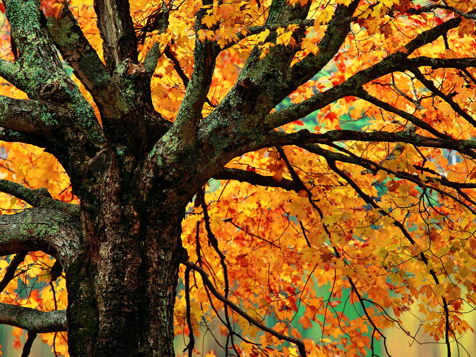 Autumn Maple Tree Branches Wallpapers - 1600x1200 - 504240
