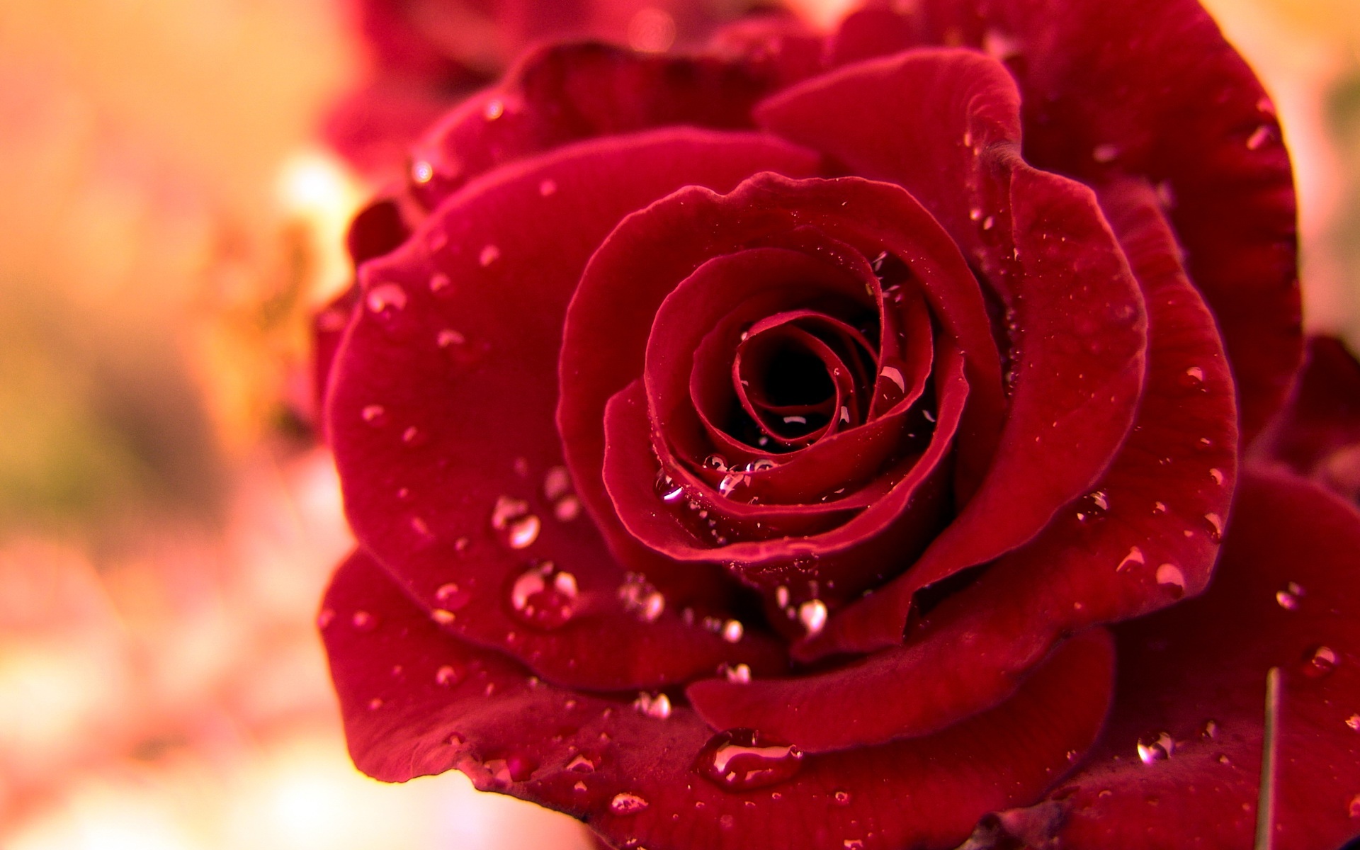 Beautiful Red Rose With Water Drops Wallpapers - 1920x1200 - 465324
