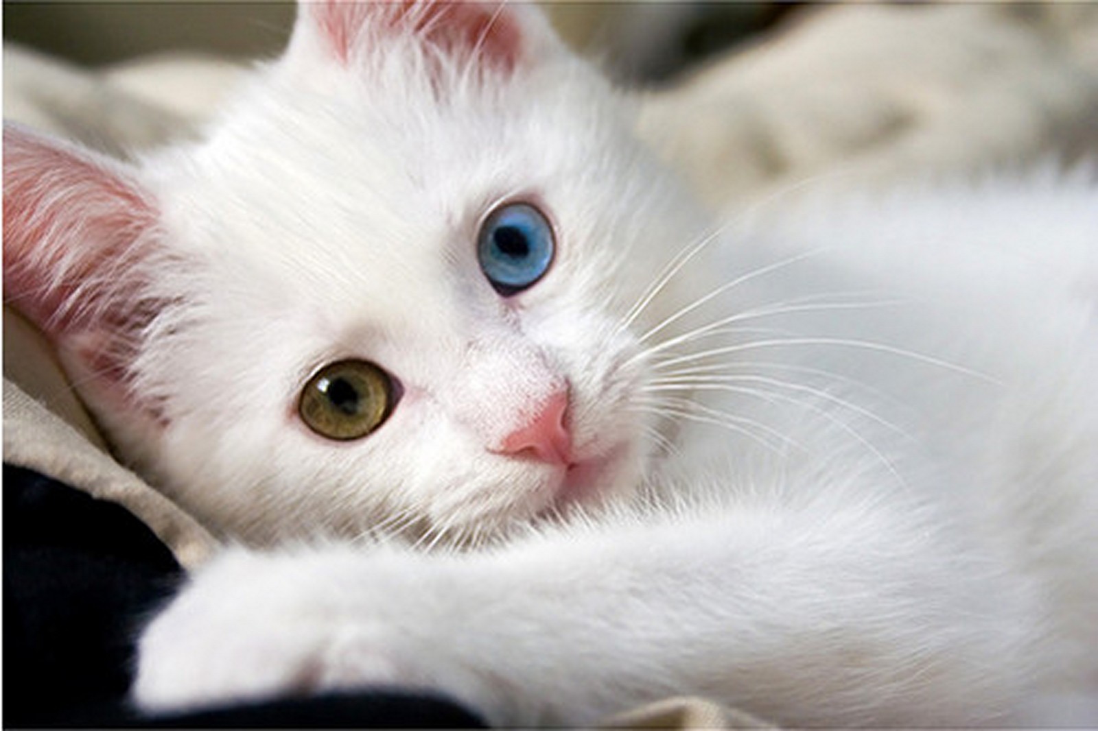 Cute White Cat Wallpapers - 1600x1066 - 184535