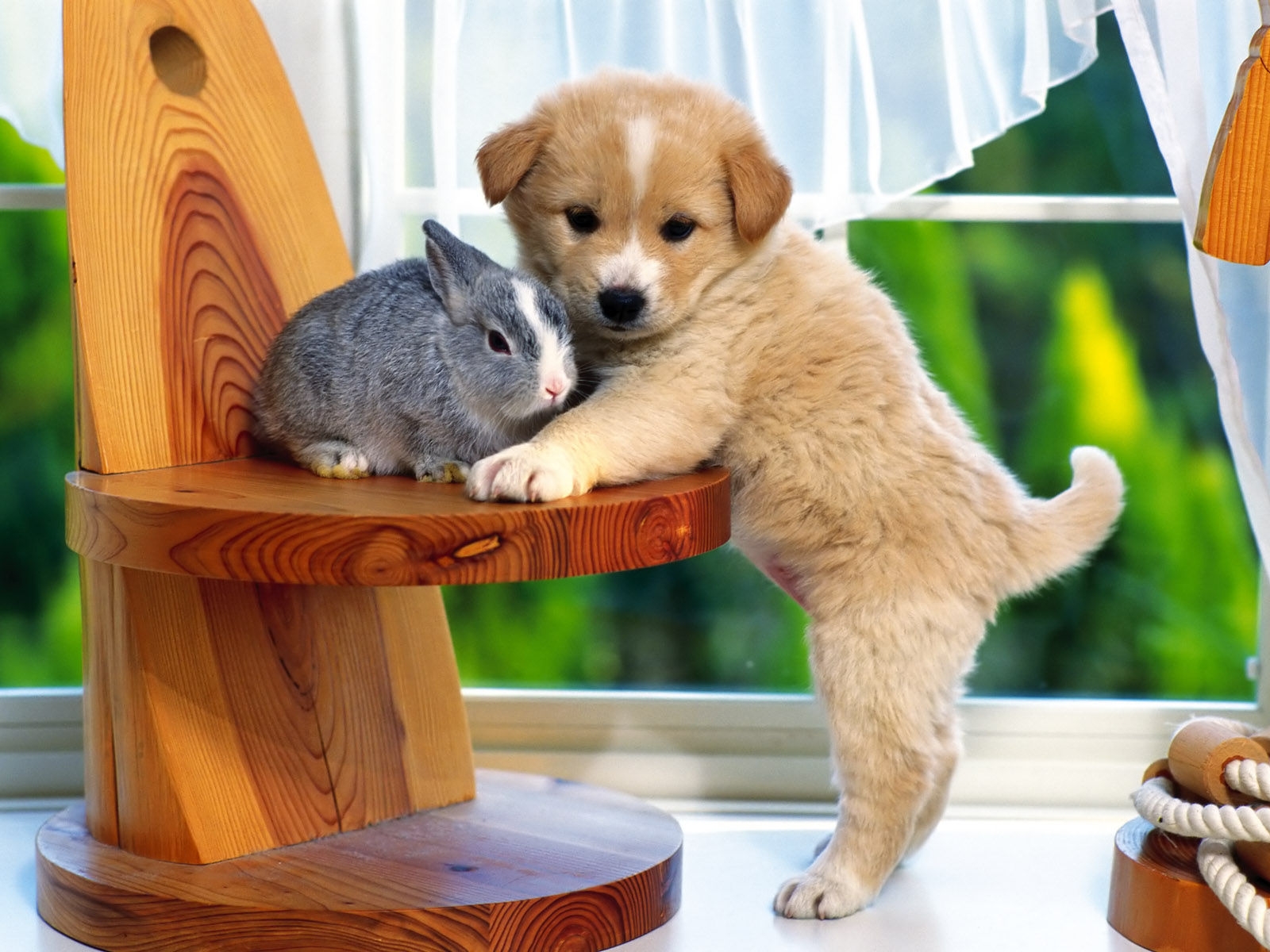 [Image: dog_and_rabbit-normal.jpg]