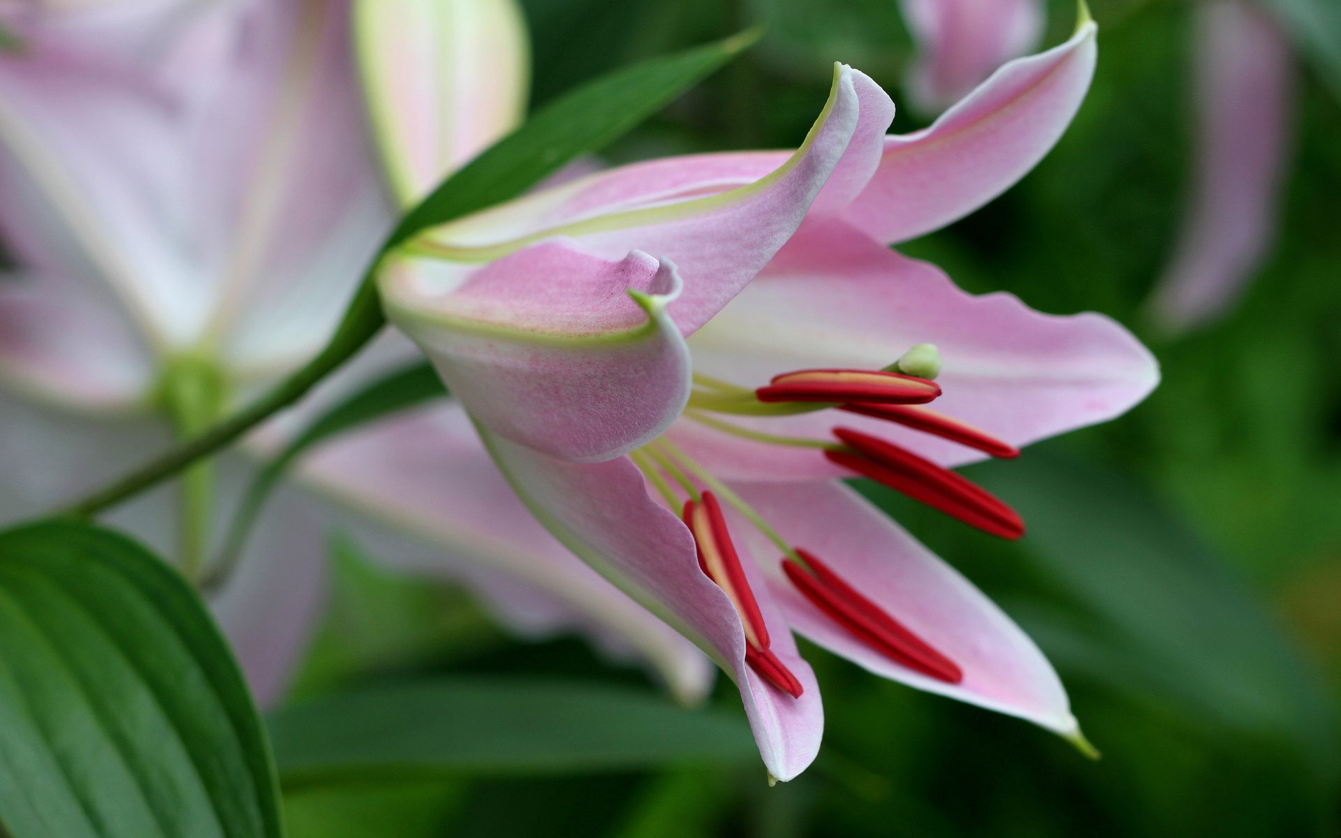 14 Stunning Lily Varieties to Plant