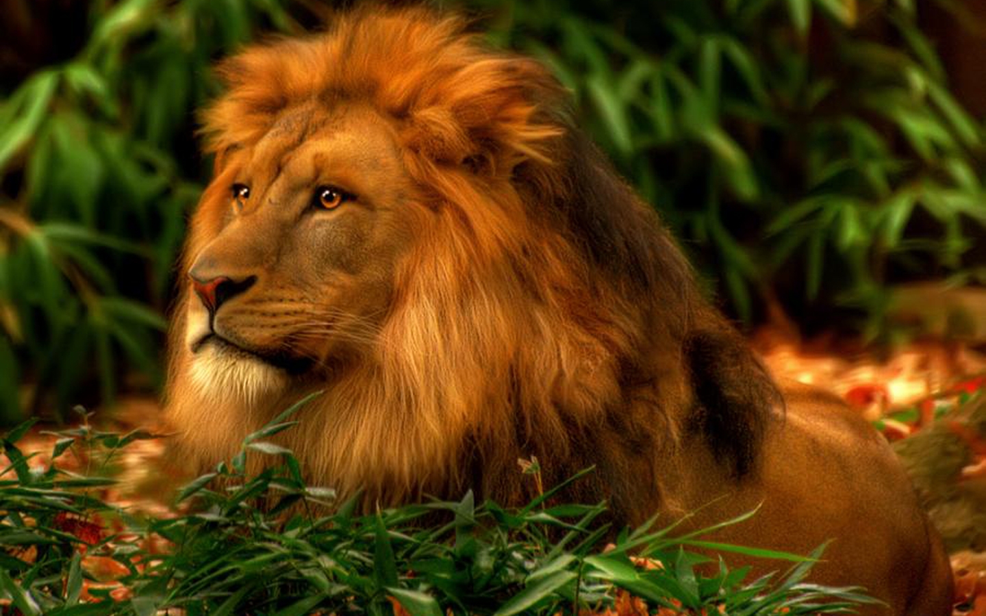 Majestic Lion Wallpapers - 1440x900 - 717598