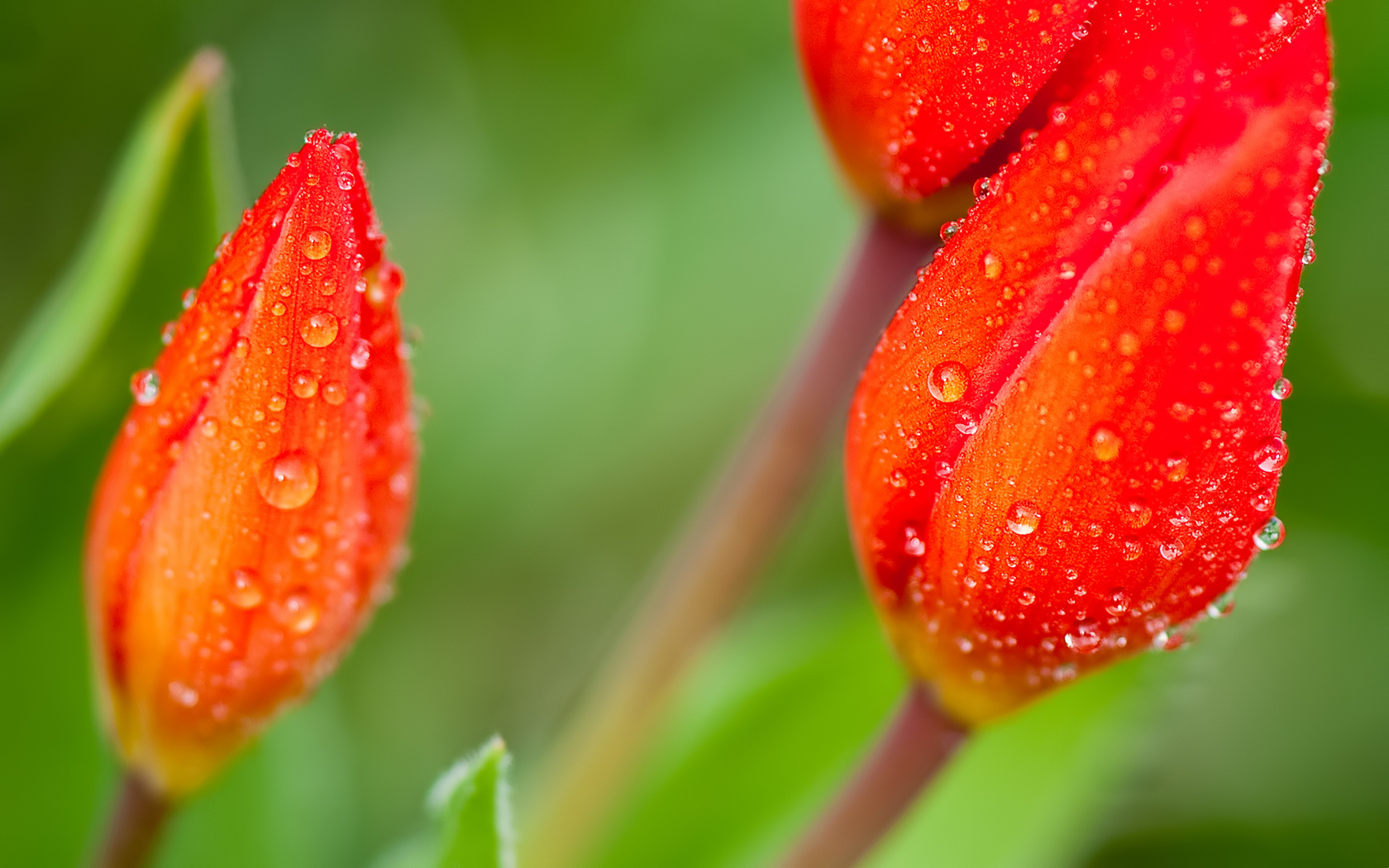 Nice Red Blooming Flowers | 1680 x 1050 | Download | Close