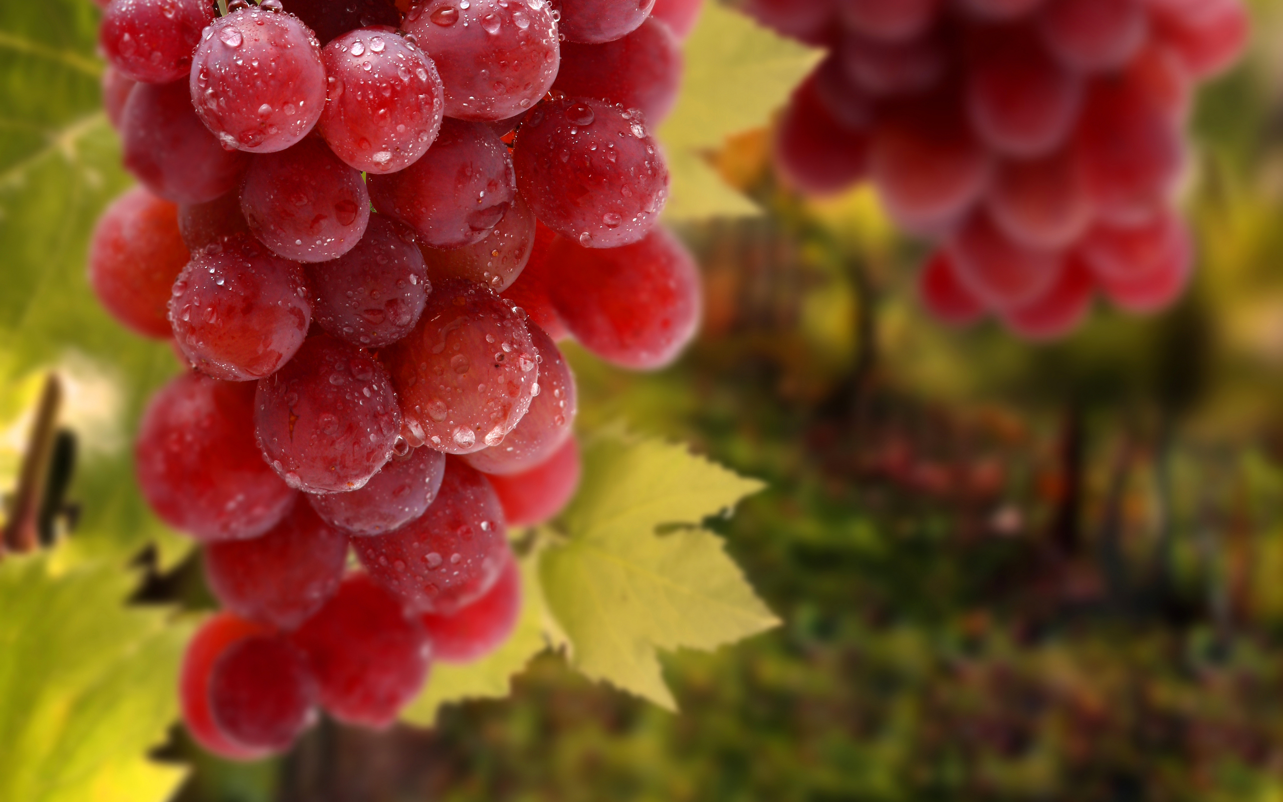 red_grapes_bunch-wide.jpg
