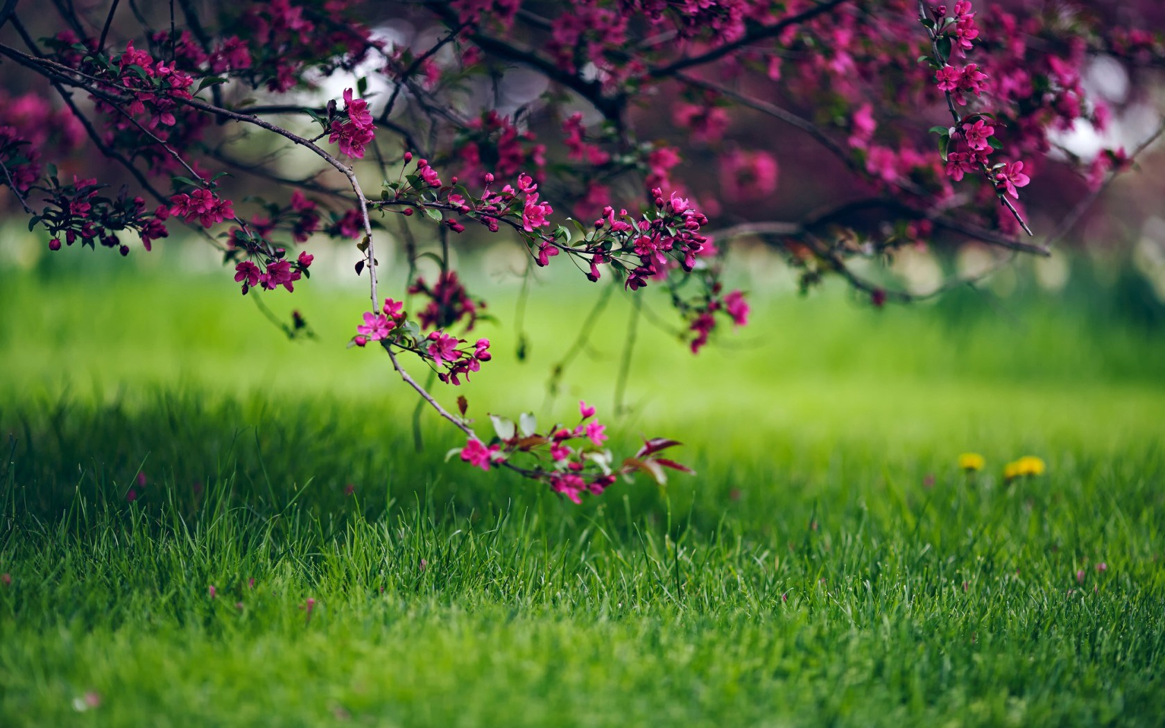 Spring Grass And Flowers Nature Wallpapers - 1680x1050 - 349054