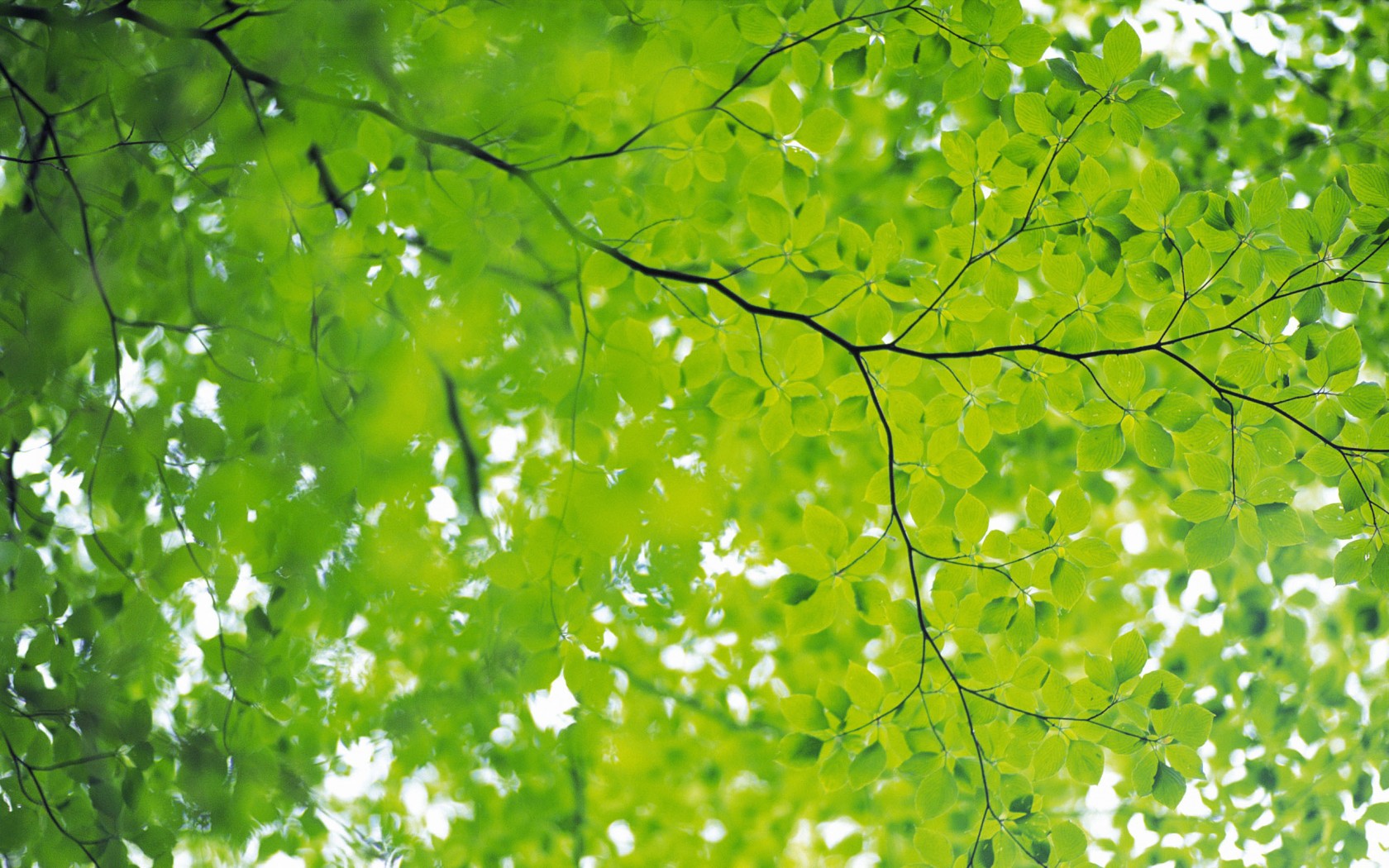 Summer Green Leaf Wallpapers - 1680x1050 - 445324
