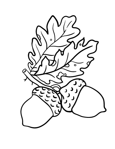 Free acorn coloring page
