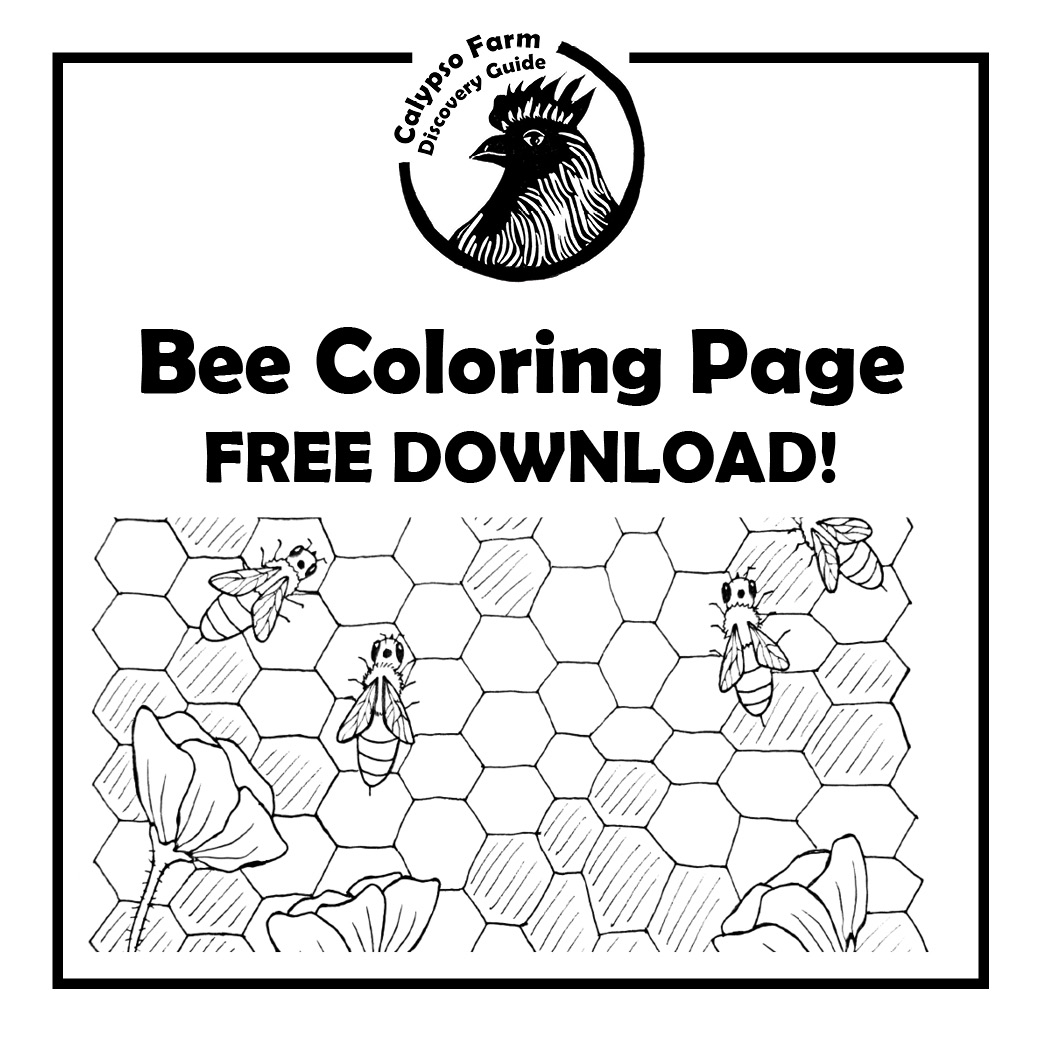 Free honey bee coloring page calypso farm