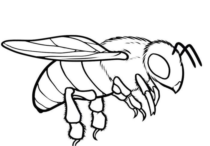 Bee coloring pages for adults bee coloring pages kids printable coloring pages zebra coloring pages