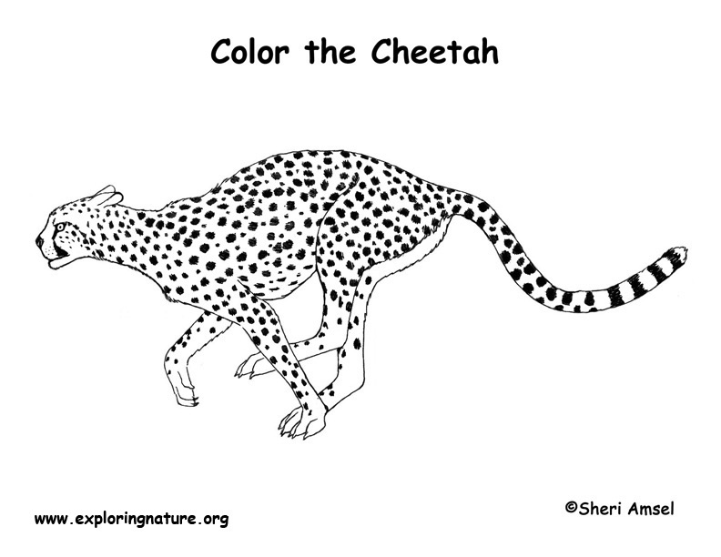 Cheetah coloring page
