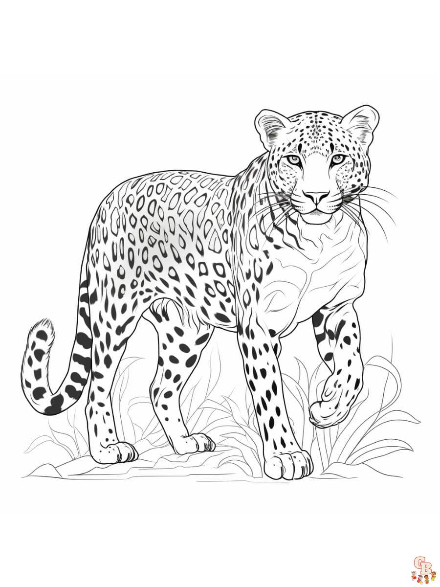 Printable cheetah coloring pages free for kids and adults
