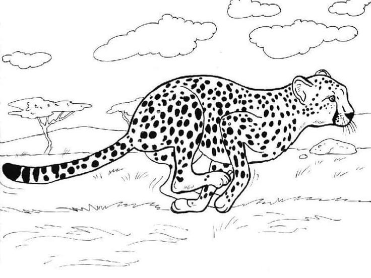 Free cheetah coloring pages animal coloring pages zoo animal coloring pages puppy coloring pages