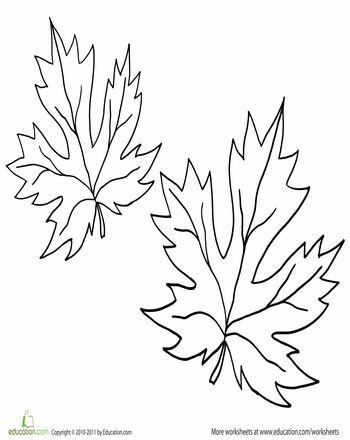 Maple leaf worksheet education leaf coloring page fall worksheets color worksheets