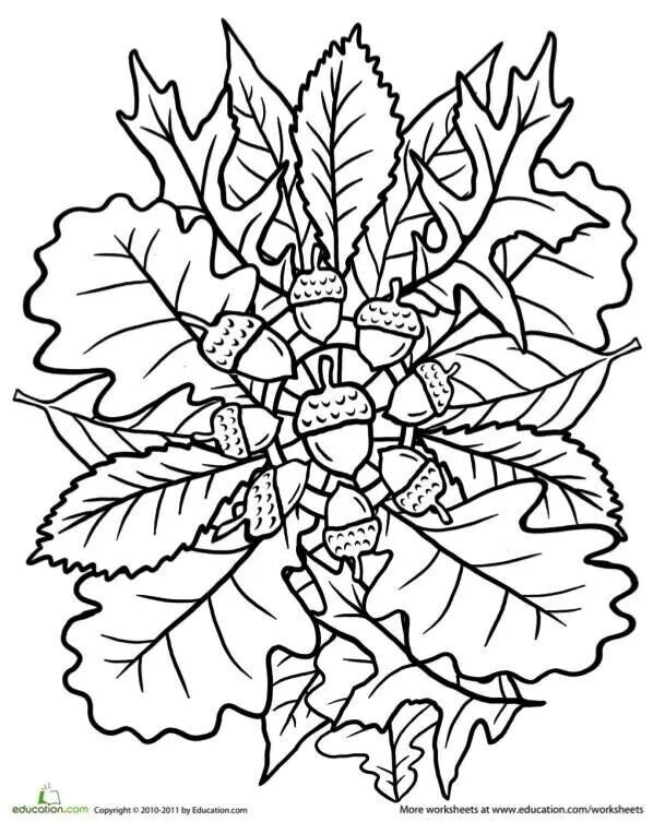 Oak tree mandala worksheet education fall coloring pages fall leaves coloring pages mandala coloring pages